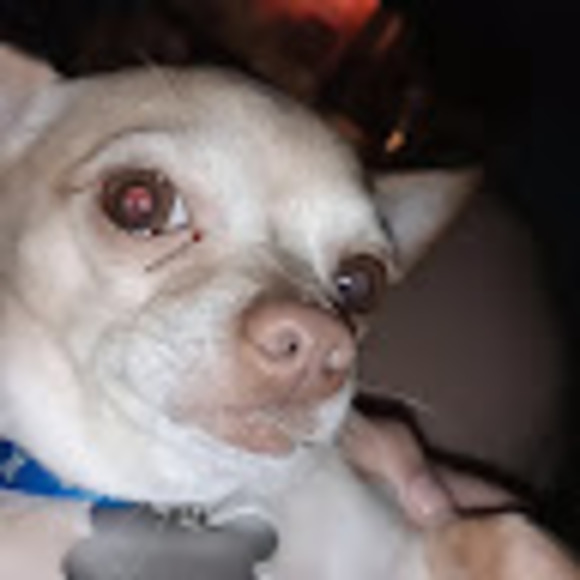 Meet your Posher, Gracie - Picture 1 of 1